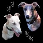 greyhound