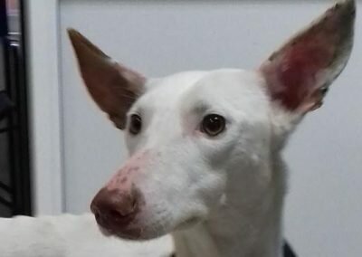 Blanco – Adopted!