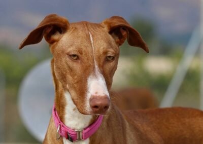 Poppy – Adopted!